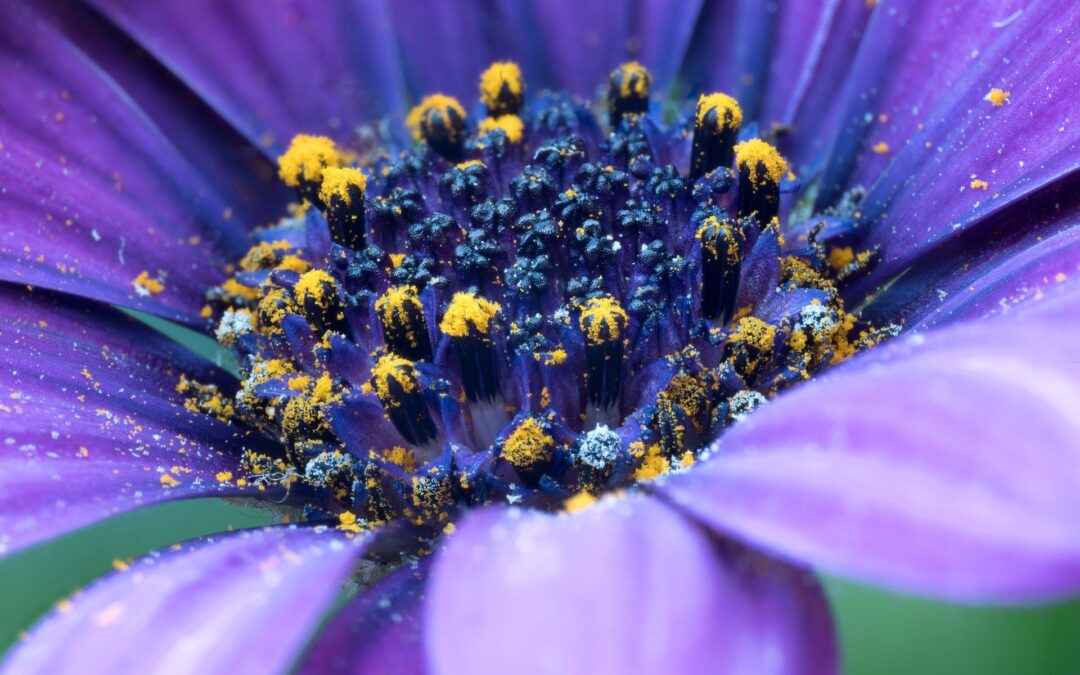 How to Clean Pollen Off Outdoor Furniture: Step-by-Step Guide for a Fresh Patio